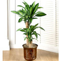 Planta Palo del Brasil, Rep. Dominicana, Santo Domingo